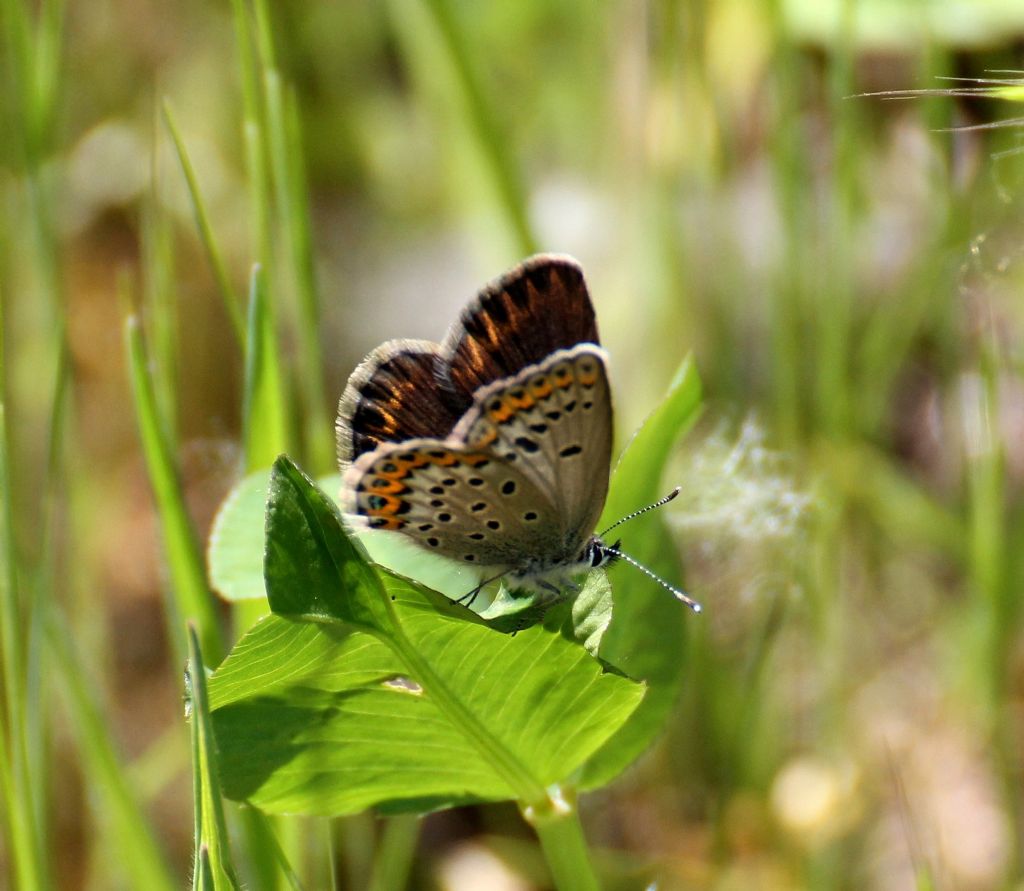 Plebejus sp., Lycaenidae